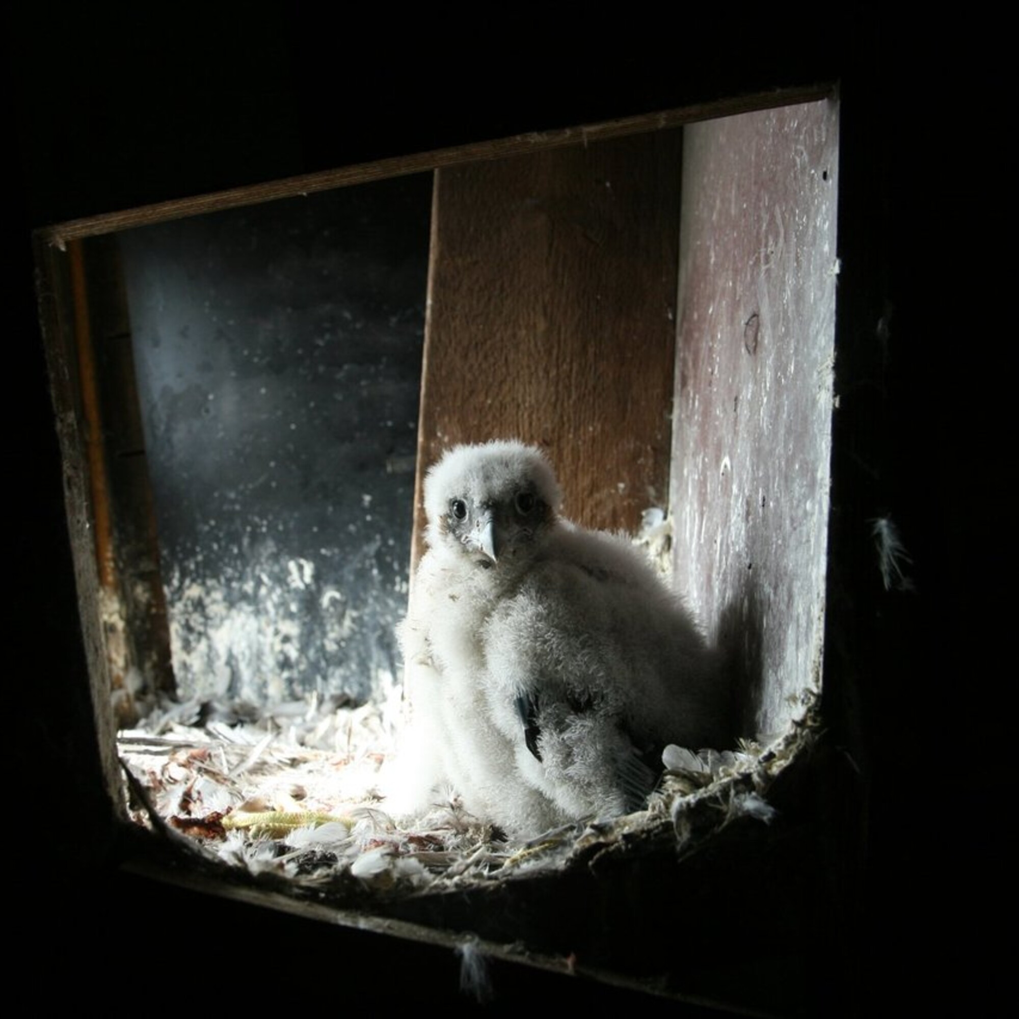 Le miracle de Saint Antoine Faucons pour tous 2024