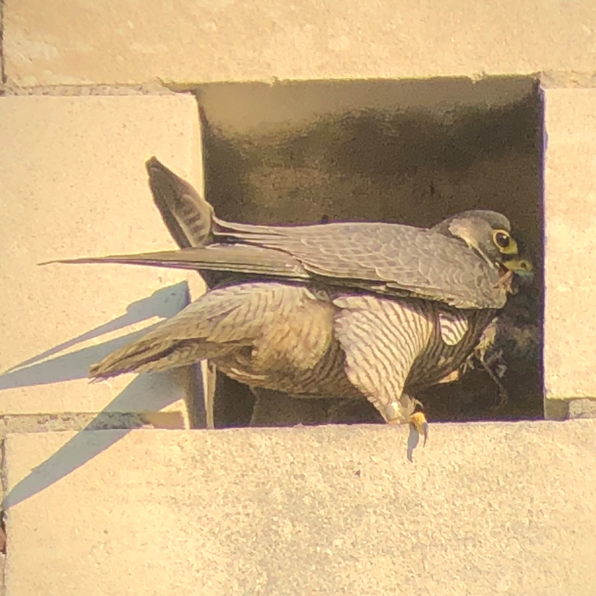 Un fauconécureuil Faucons pour tous 2024